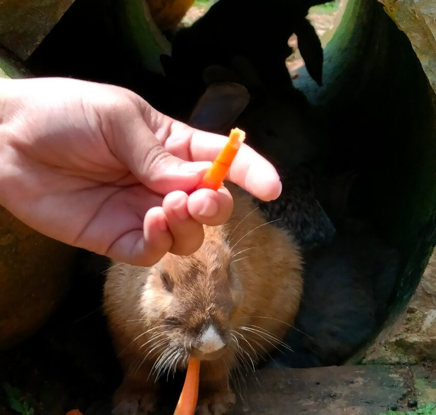 Cimory Dairyland Puncak-Cipayung Girang必去景点