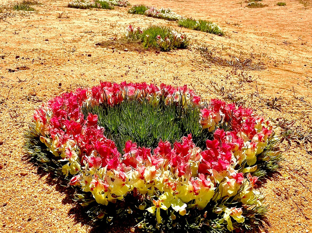 Inspirations Mullewa主图