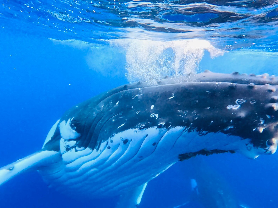 Explore Niue Island Tour-阿洛菲必去景点