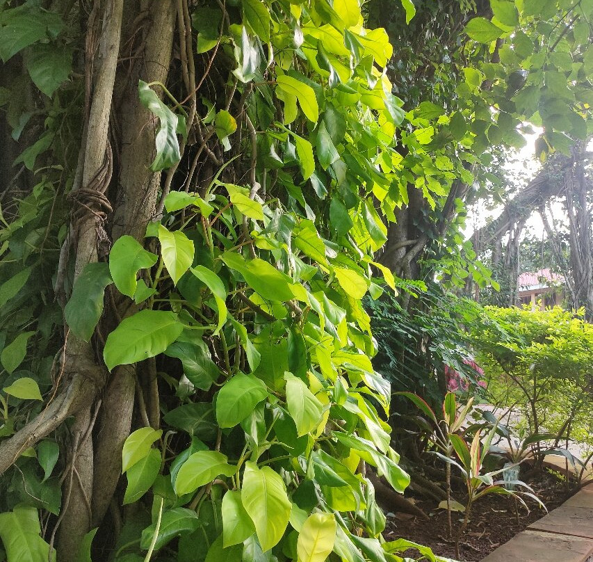 Paradise Villas & Resort主图