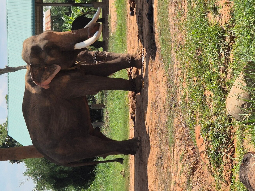 Elephant Study Center Surin景点图片