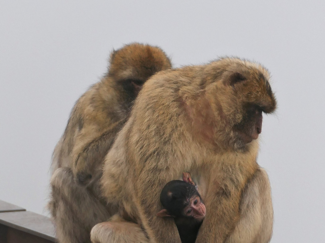 Gibraltar Taxi Association-直布罗陀必去景点