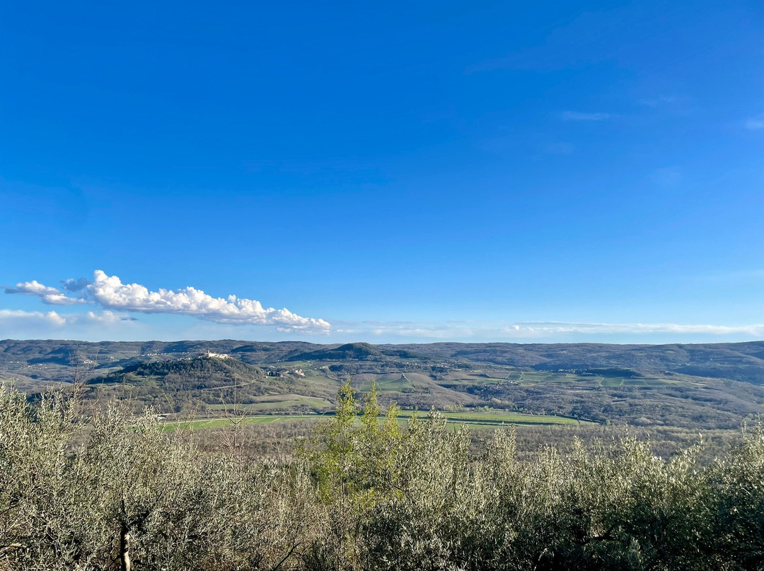 Oliveto Butkovic Olive Oil