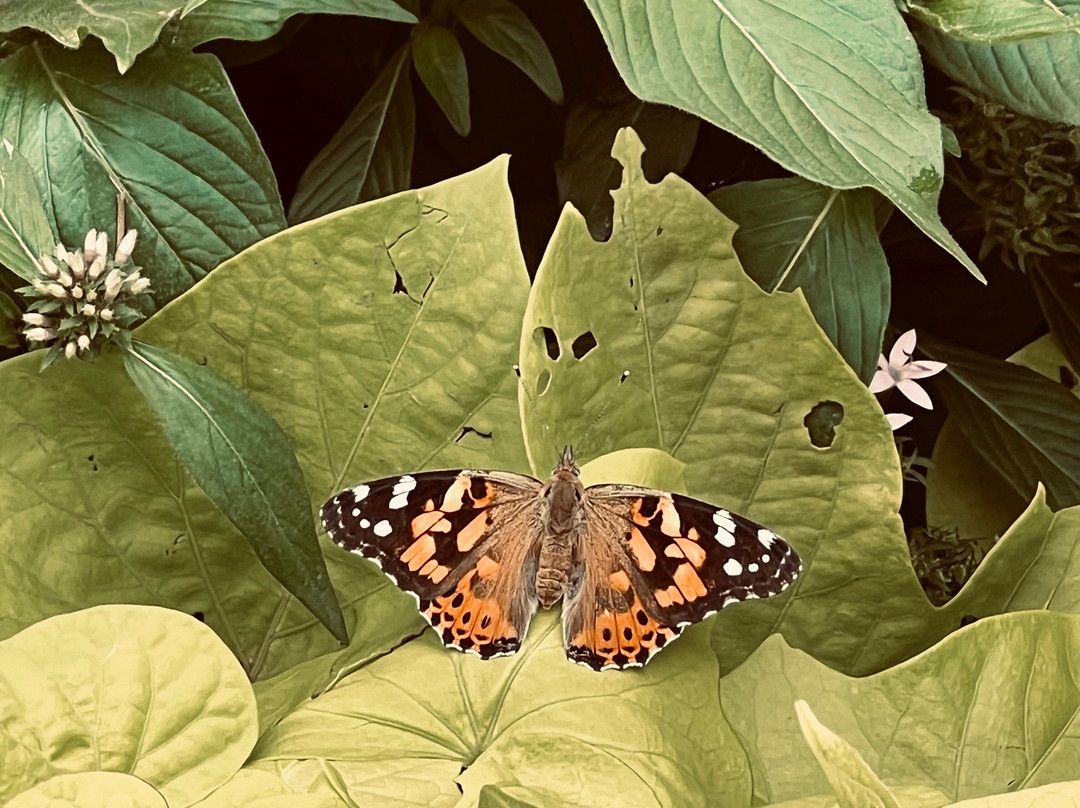 Shelter Gardens-哥伦比亚市必去景点