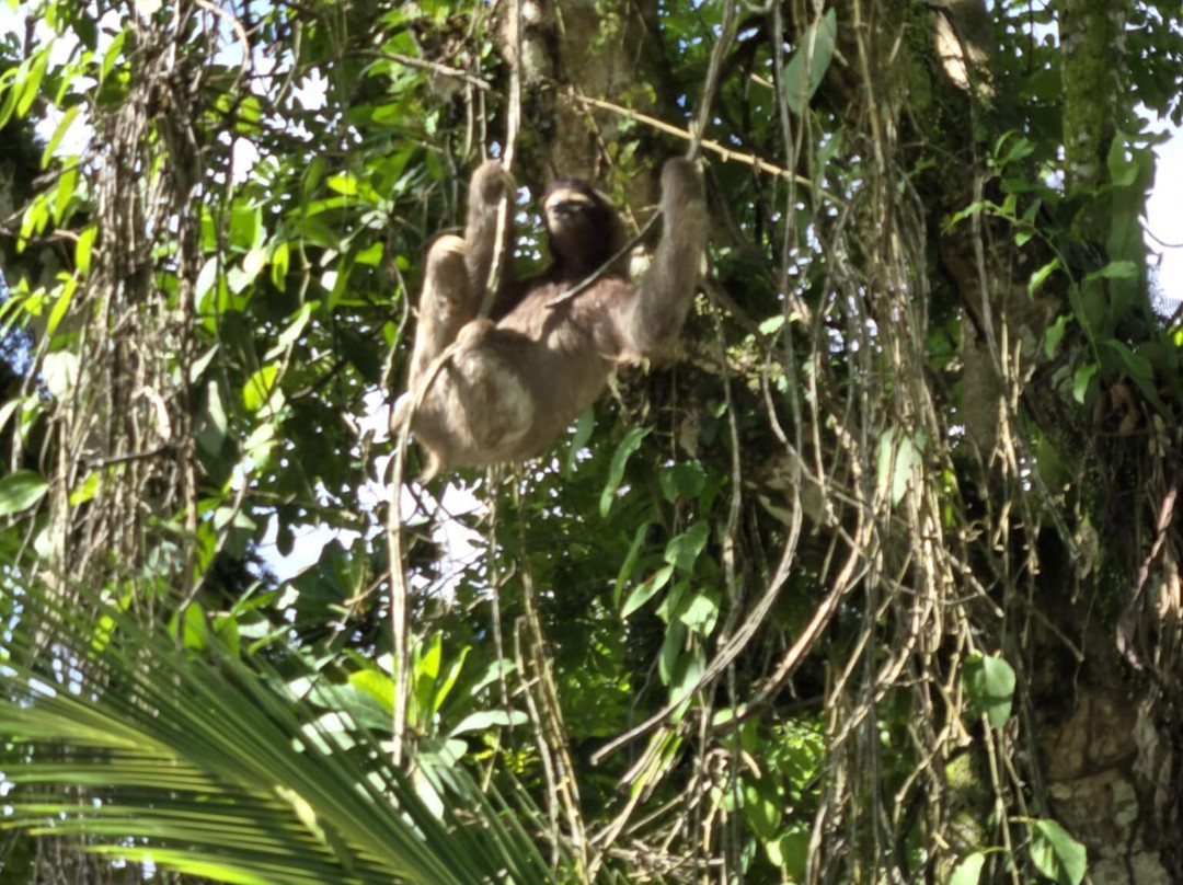 Cahuita Tours景点图片