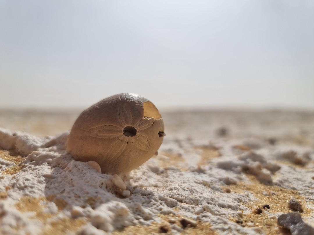 Hamada Desert Safari-Bawiti必去景点