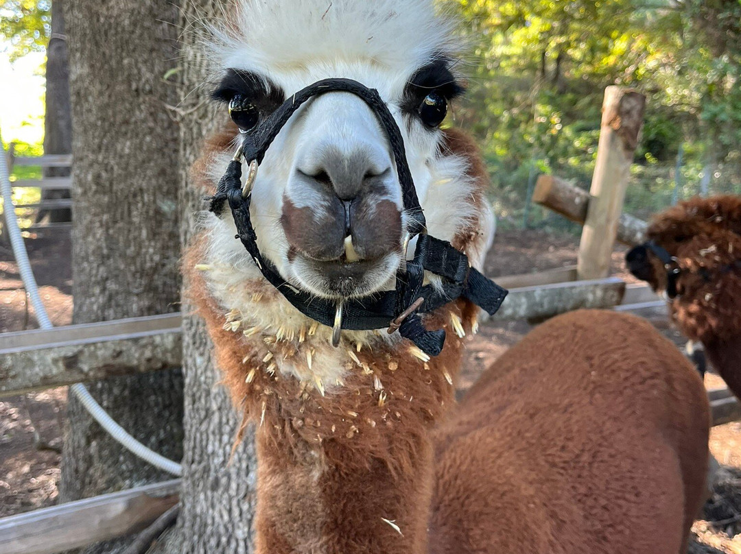 Alpaca Di Roma景点图片