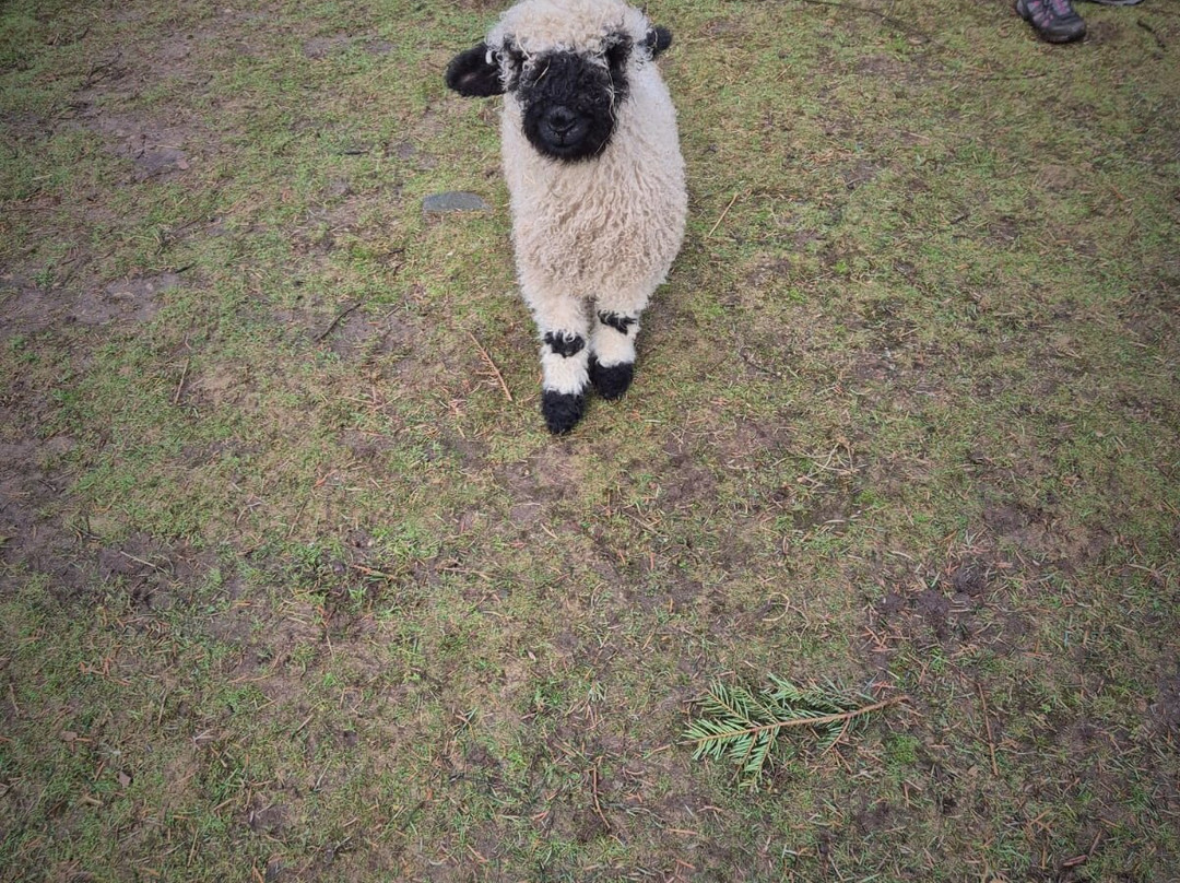 little peru alpaca trekking景点图片
