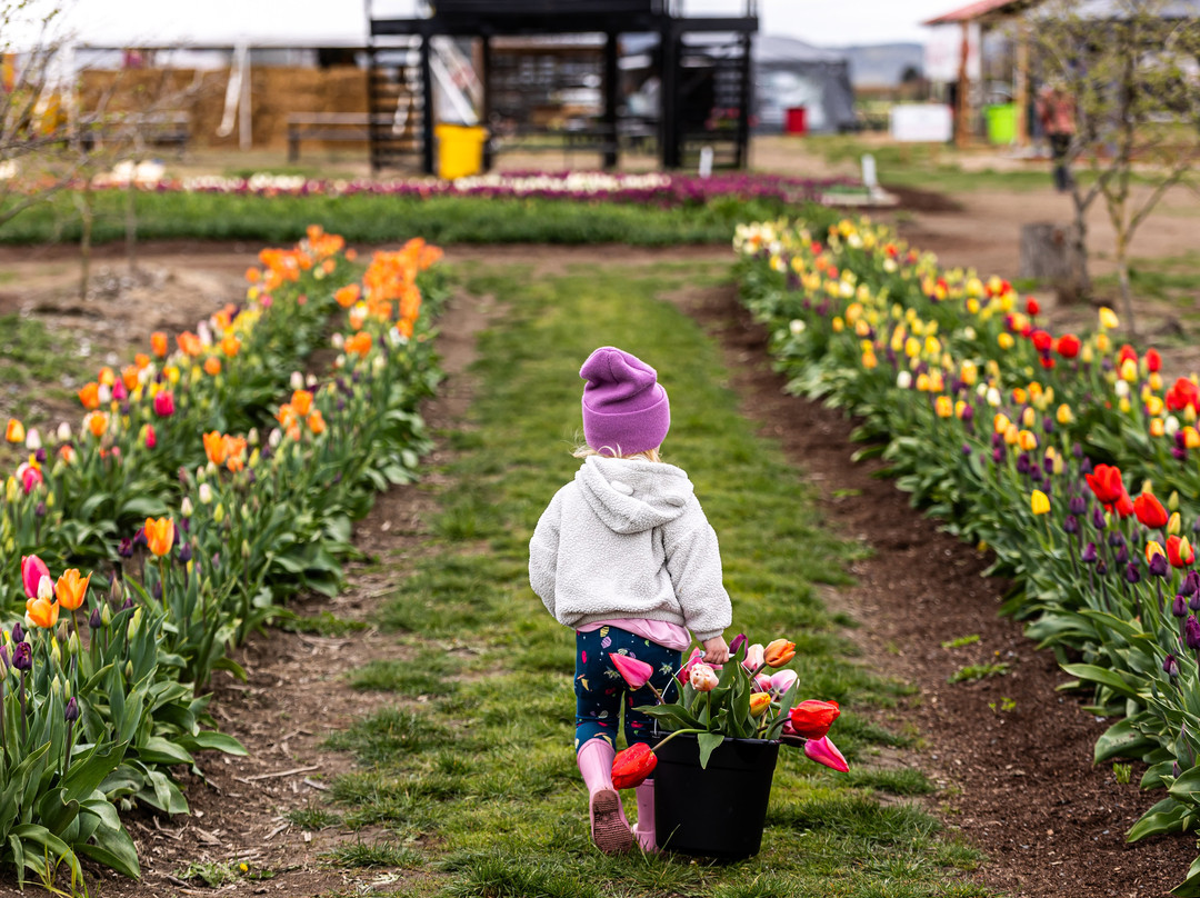 Tulip Valley Farms景点图片