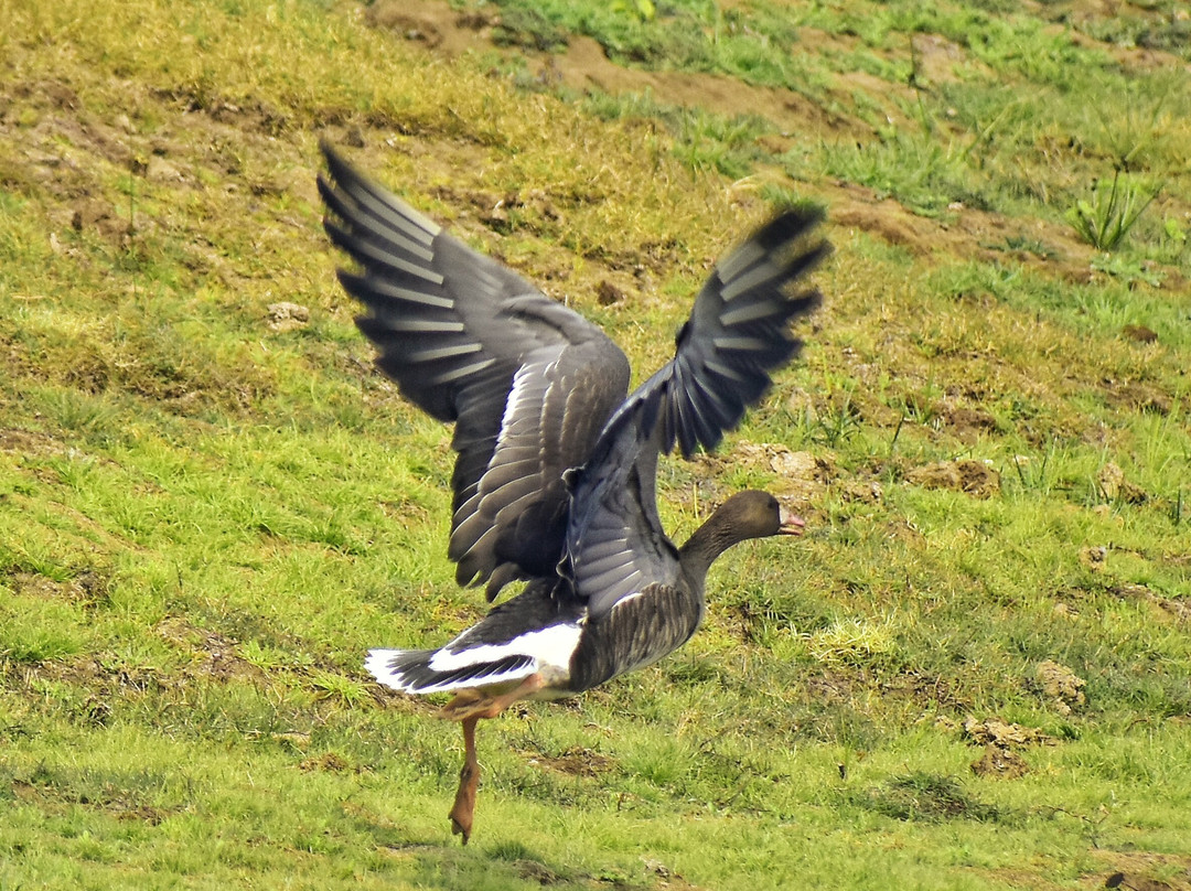Munna Chambal River Safari Dholpur-Dholpur必去景点