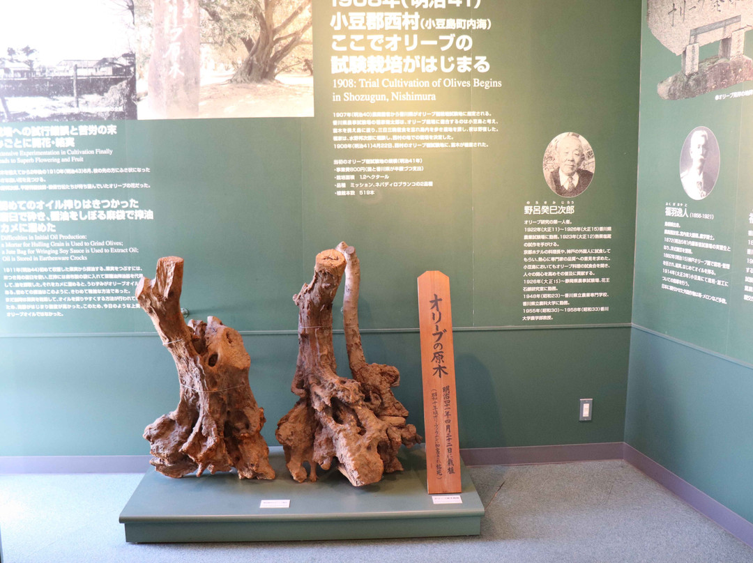 Michi-no-Eki Shodoshima Olive Park景点图片