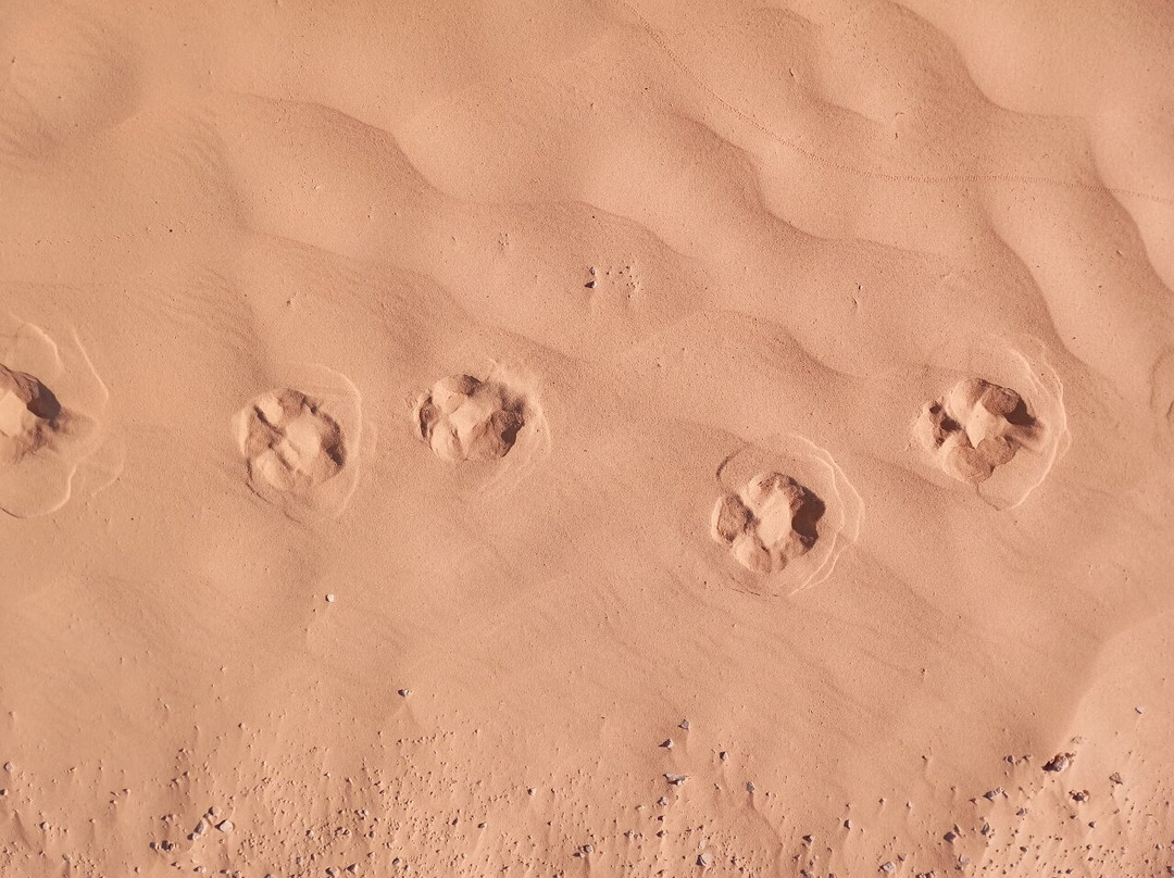 Ksar Ghilane景点图片
