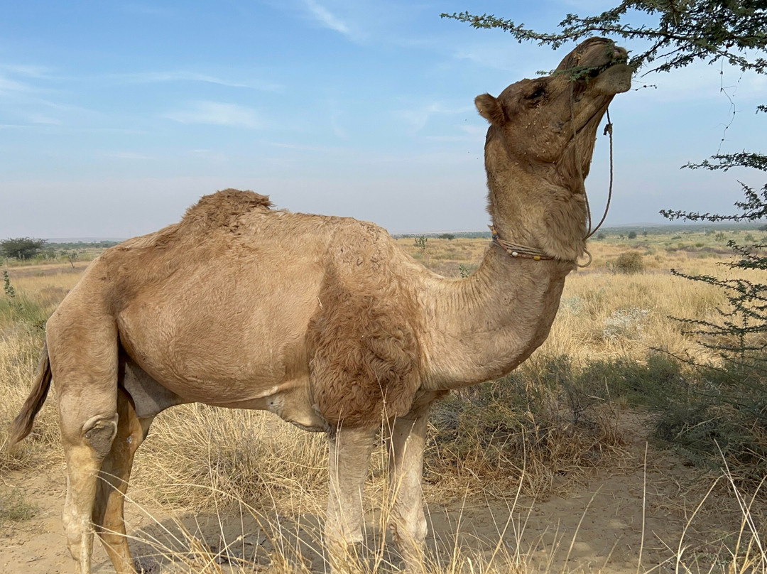 Thar Desert Tours景点图片