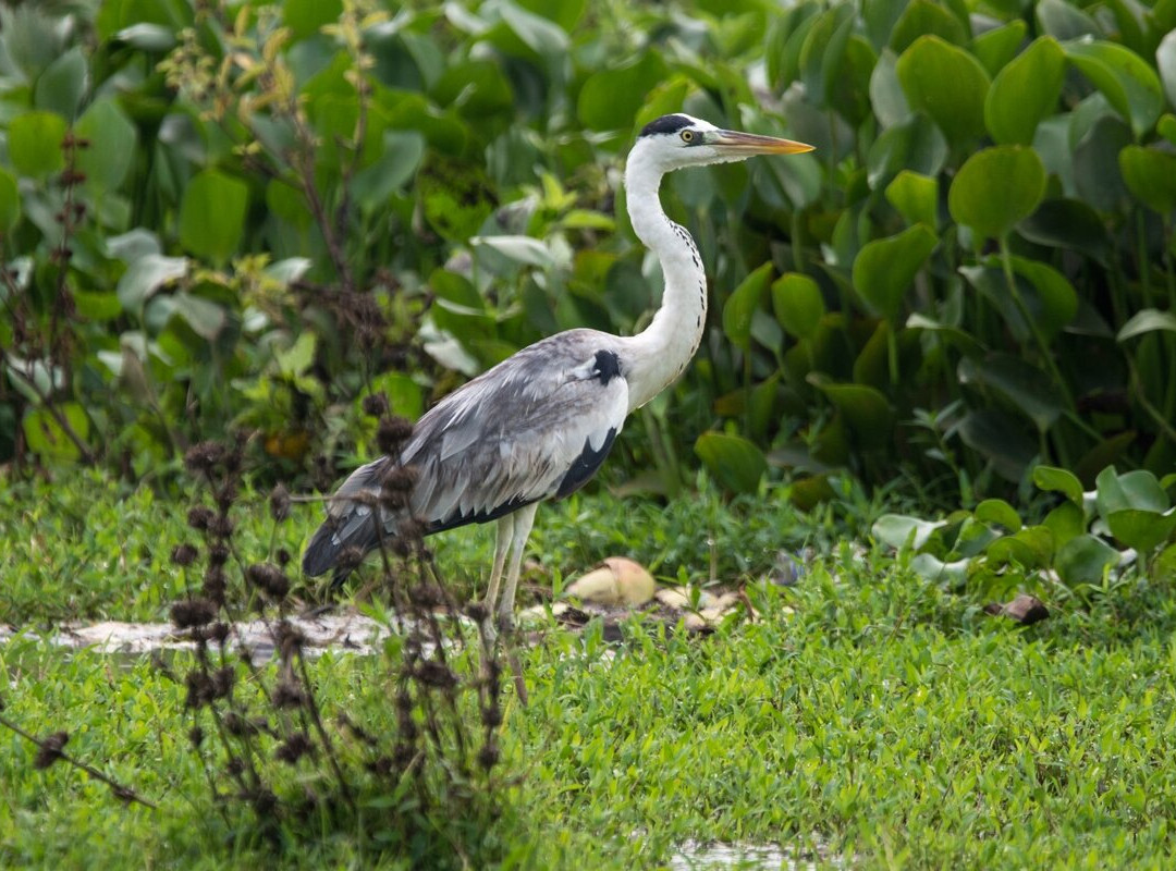 湖景小屋别墅主图