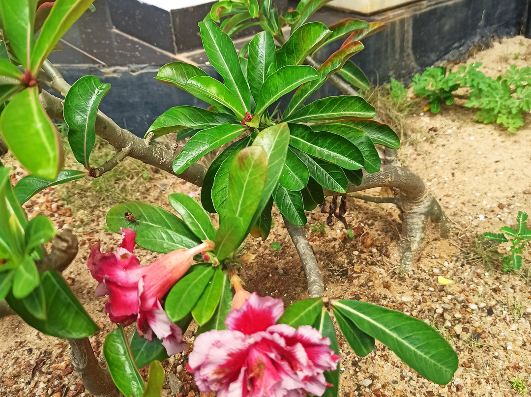 Calypso Sunset Beach Hotel主图