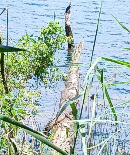 Lake Eacham Crater Lakes National Park-Lake Eacham必去景点