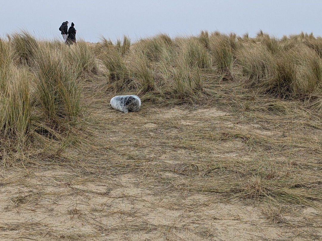 Winterton Dunes-Winterton-on-Sea必去景点