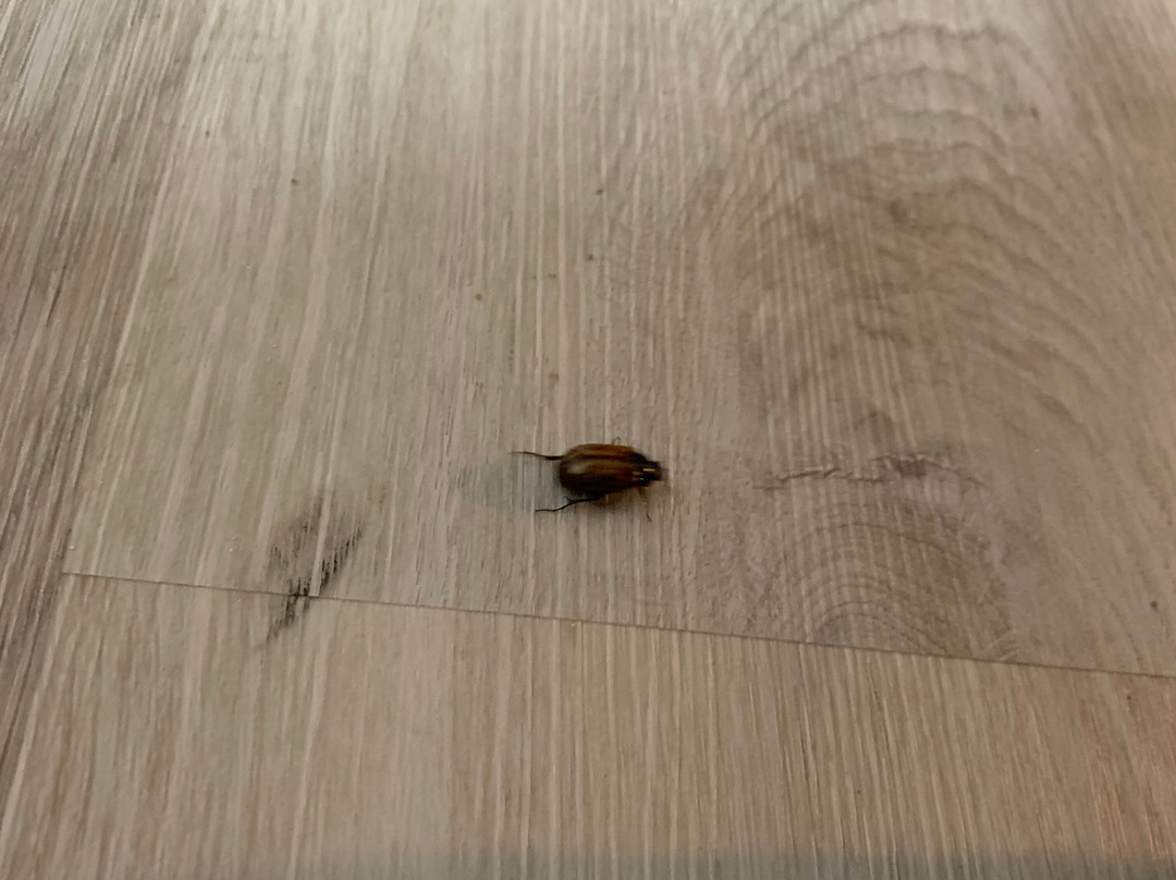 宜必思尚品奥尔巴尼酒店主图