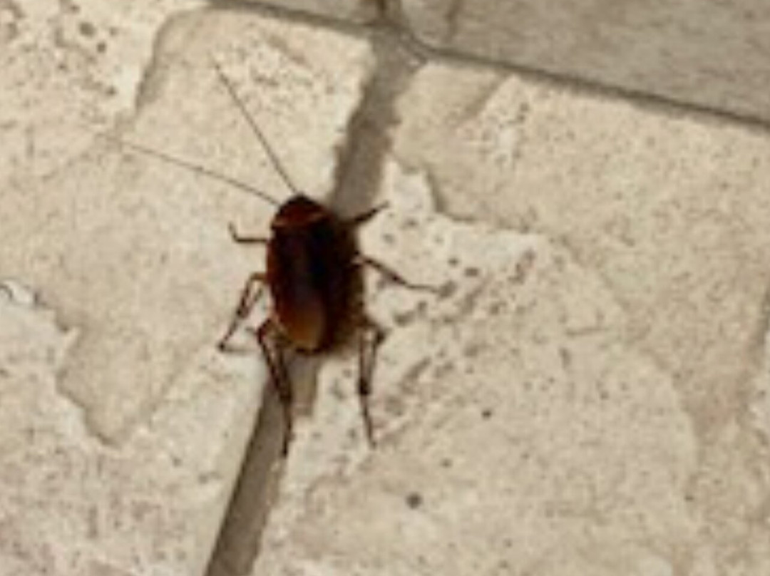 Best Western Morgan City Inn主图