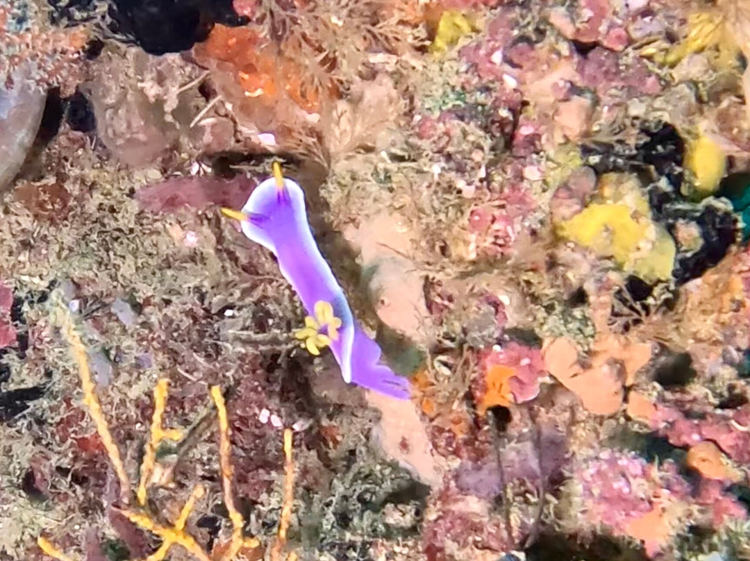 Let's Dive Palawan-公主港必去景点