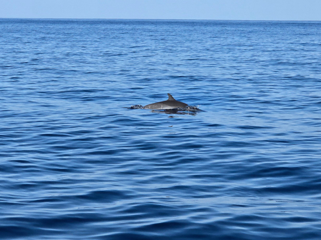 Dauphins Martinique-Trois-Ilets必去景点