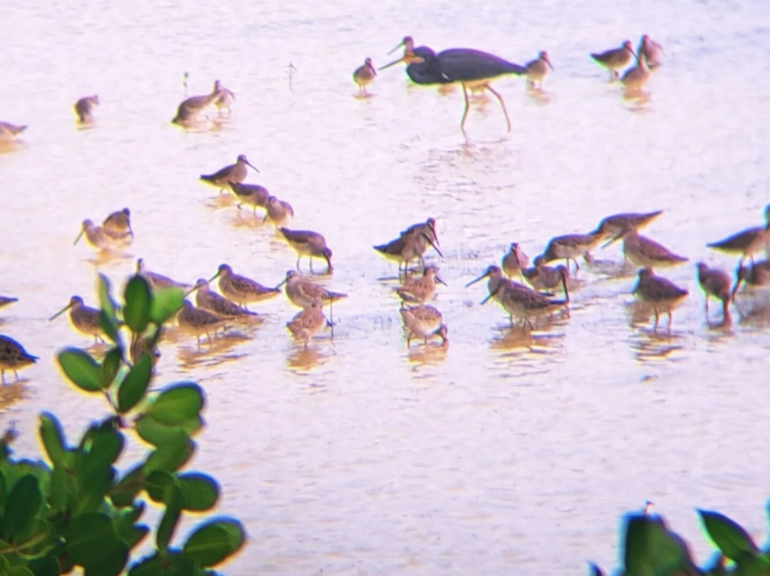 Birdwatching with Paulino Lopez Delgado景点图片