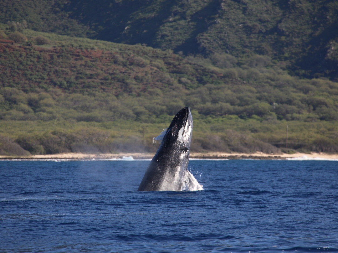 海豚潜水之旅-怀厄奈必去景点