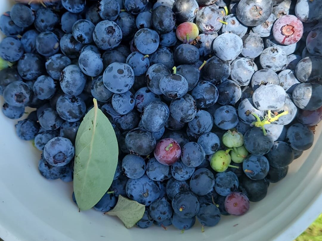 Beck Brothers blueberries U-Pick景点图片
