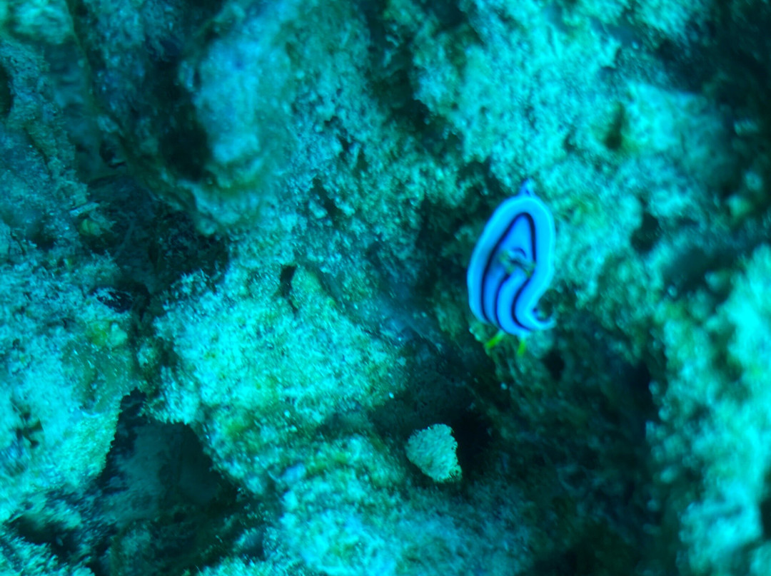 Zanziocean Dive Centre-Pwani Mchangani必去景点