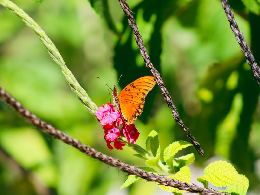 Jungle Butterfly Farm景点图片