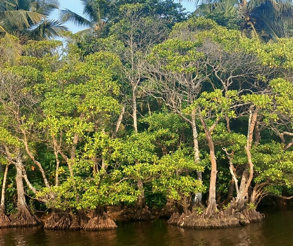 Mirissa Eco Lagoon Safari-美蕊沙必去景点