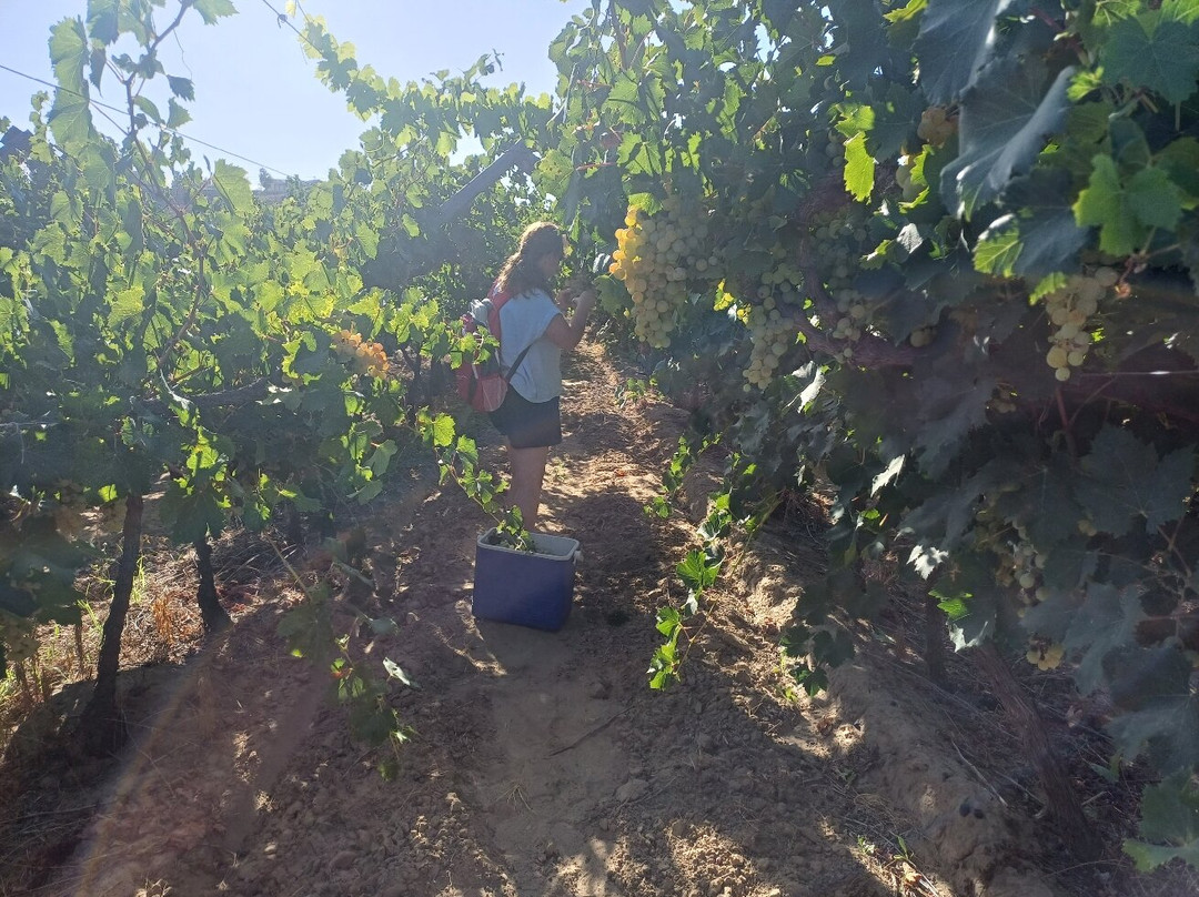 De Krans Wines-Calitzdorp必去景点