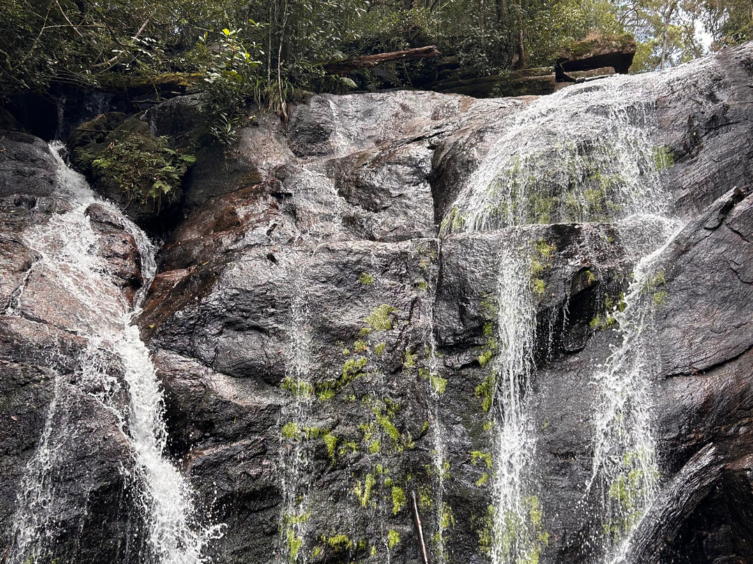 Visit Sinharaja Rainforest景点图片