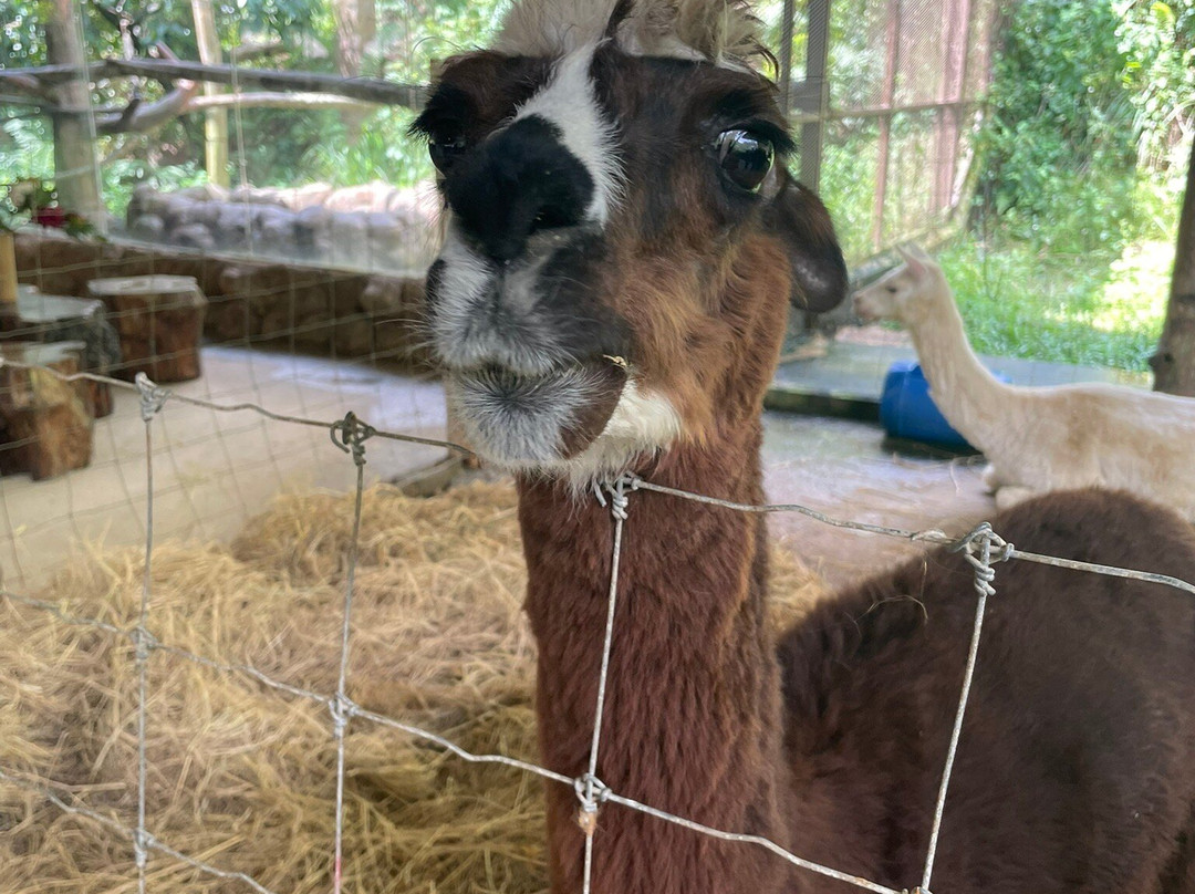 The Bentong Farm-文冬必去景点