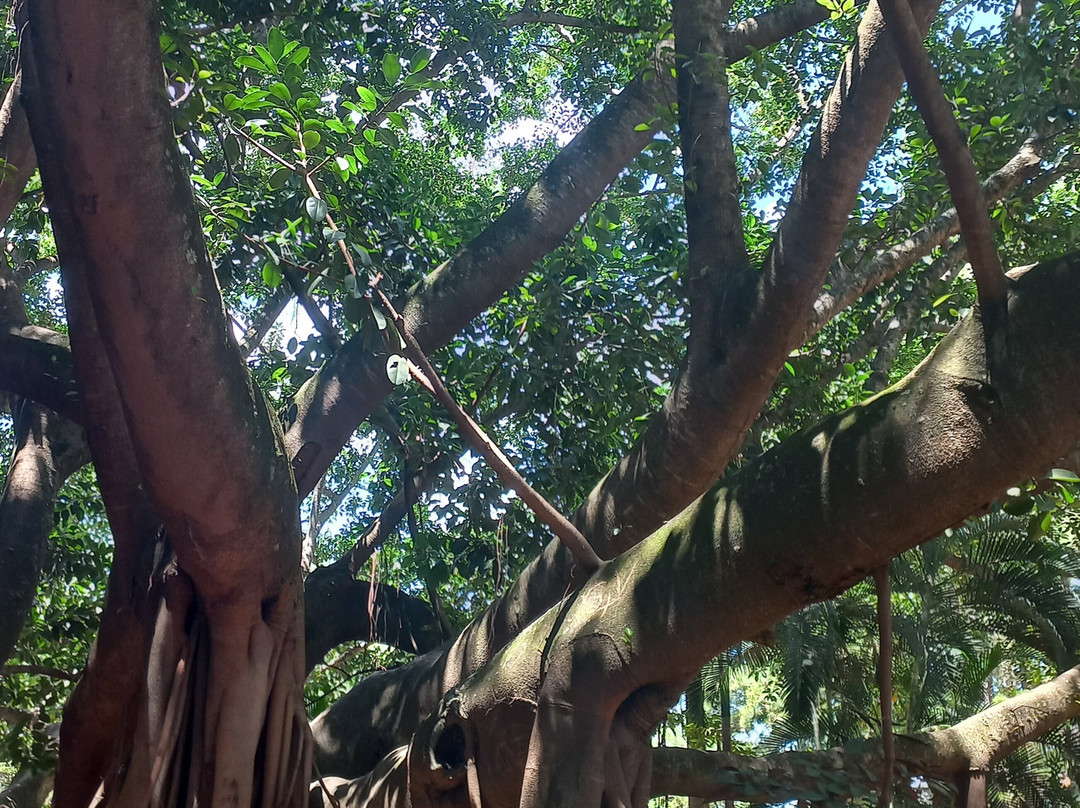 Jardim Japonês-Caldas Novas必去景点