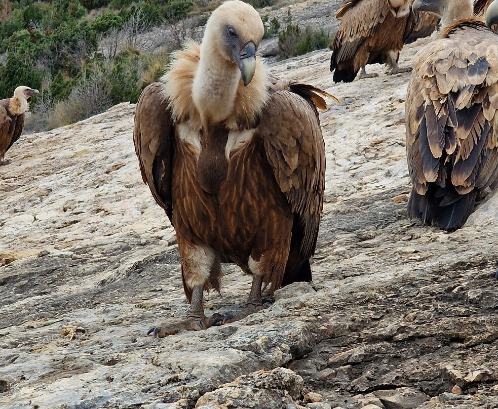 Ebro Delta Birding景点图片