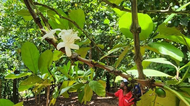 Kisheti Zanzibar Tour Guide
