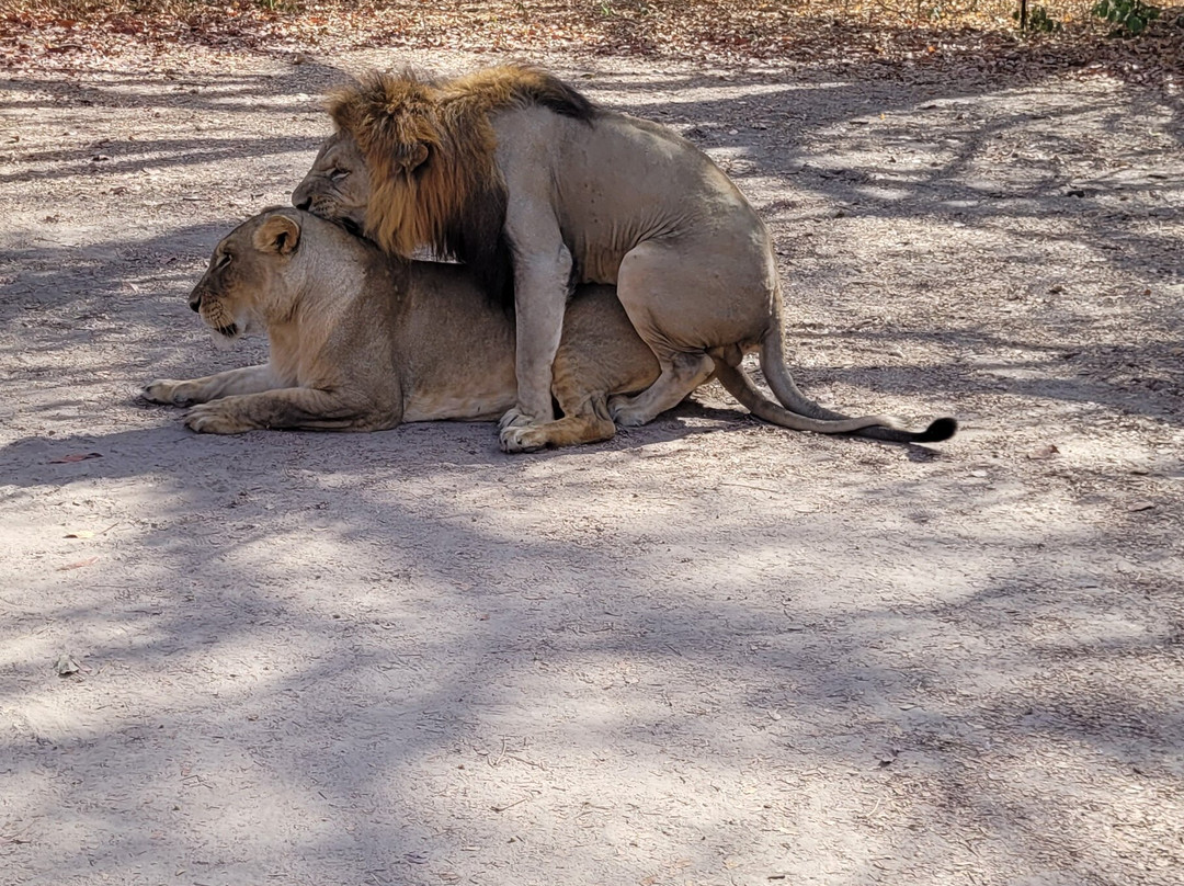 Fathala Wildlife Reserve-Dassilame Ba必去景点