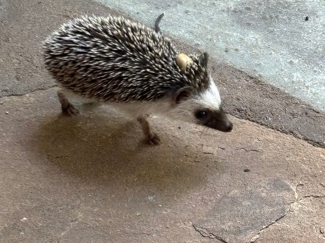 Echo Villas Watamu主图