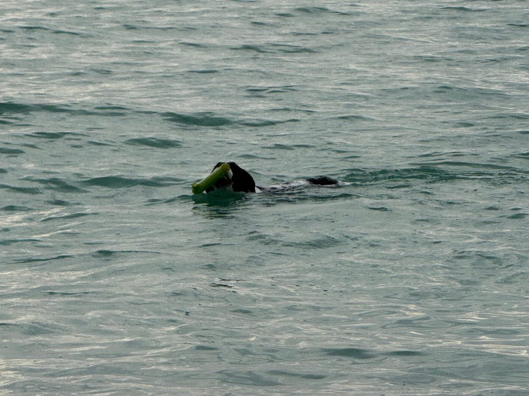 Brohard Paw Park-威尼斯必去景点