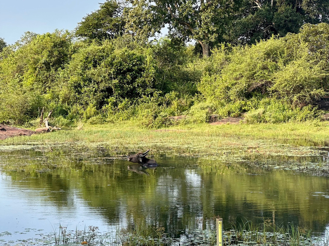 Udawalawe Lahiru Safari Guide Tours景点图片