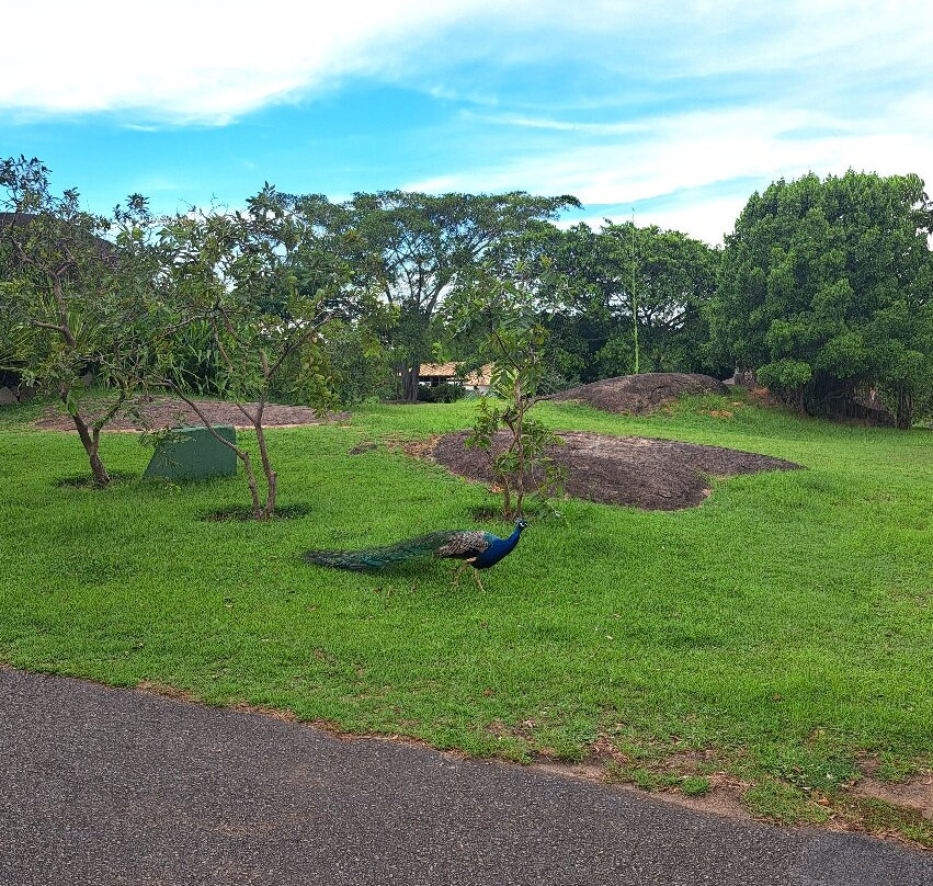 Parque Pedra da Cebola景点图片