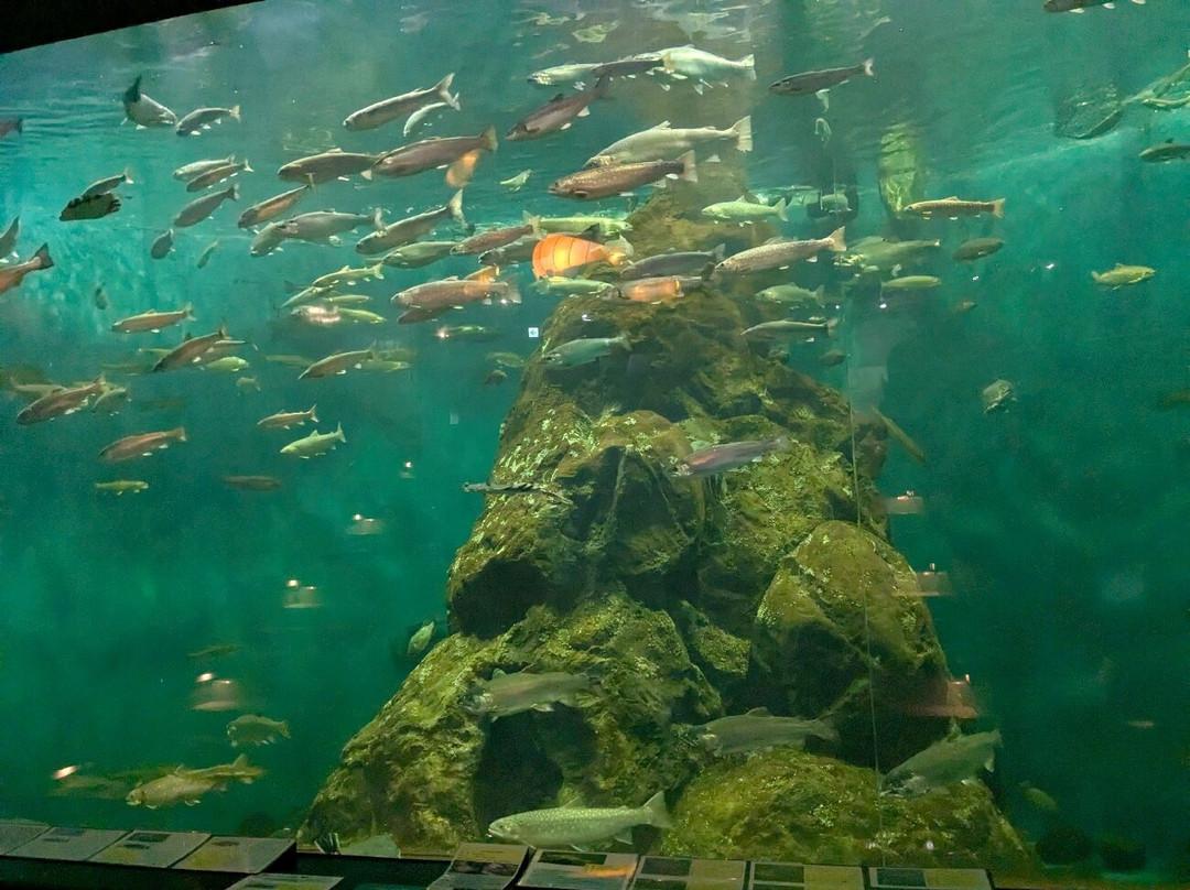 Shibetsu Salmon Park-标津町必去景点