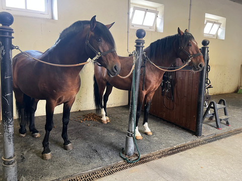 A Escola Portuguesa de Arte Equestre-里斯本必去景点