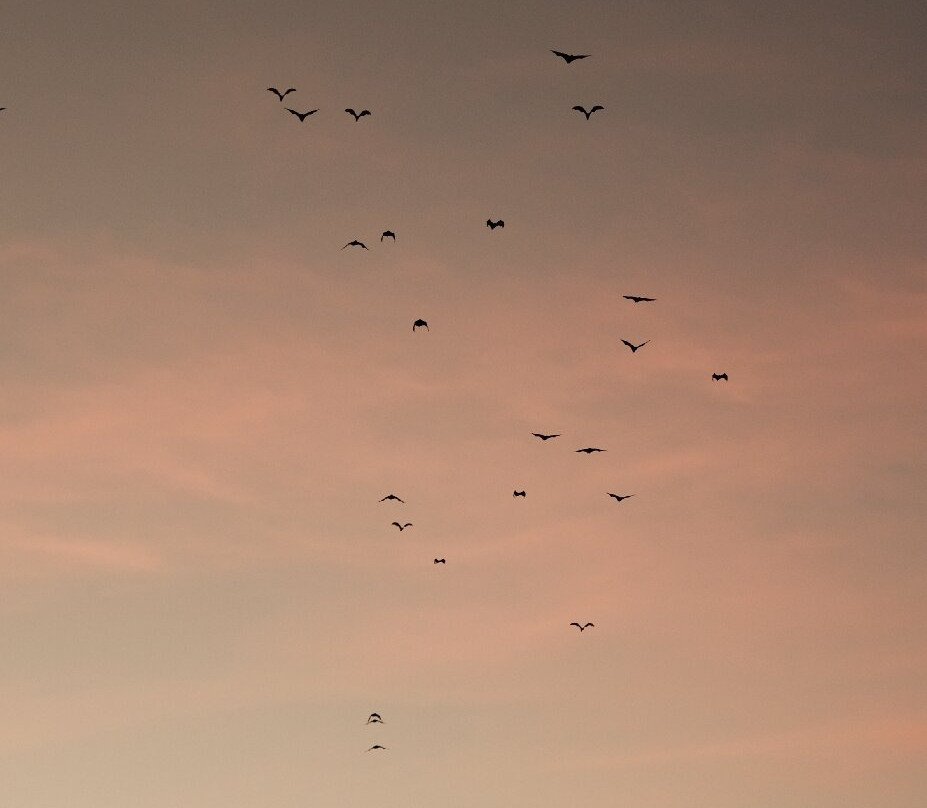 Kalong (Flying Foxes) Island景点图片