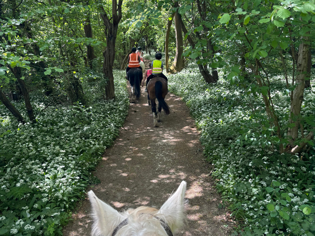 Derbyshire Pony Trekking-Mansfield必去景点