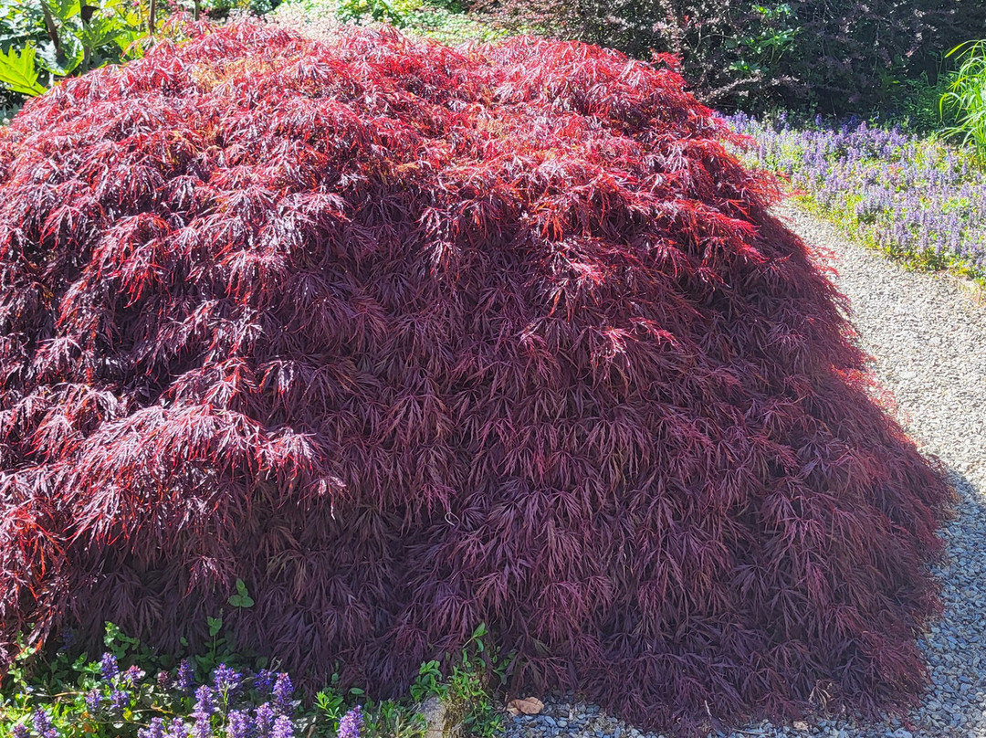 Cae Hir Gardens-Cribyn必去景点