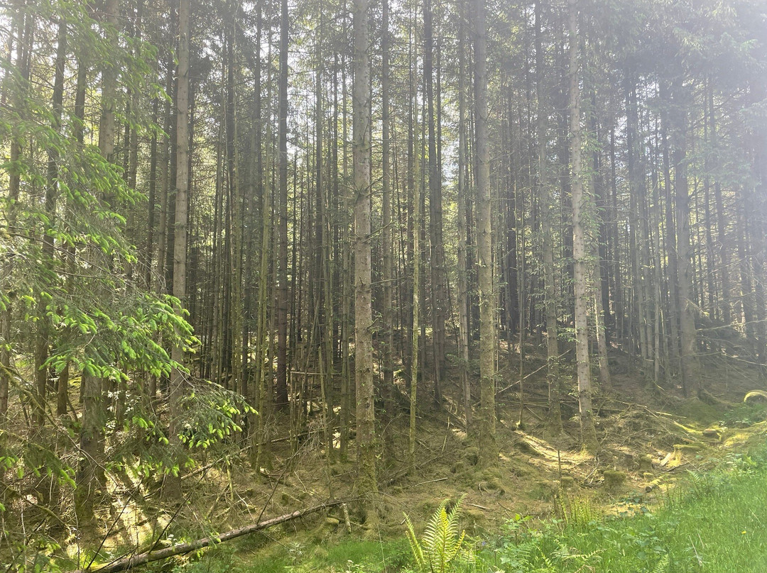 Grizedale Forest-Hawkshead必去景点
