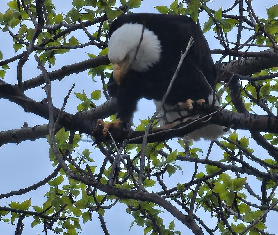 Driftwood Inn & Homer Seaside Lodges主图