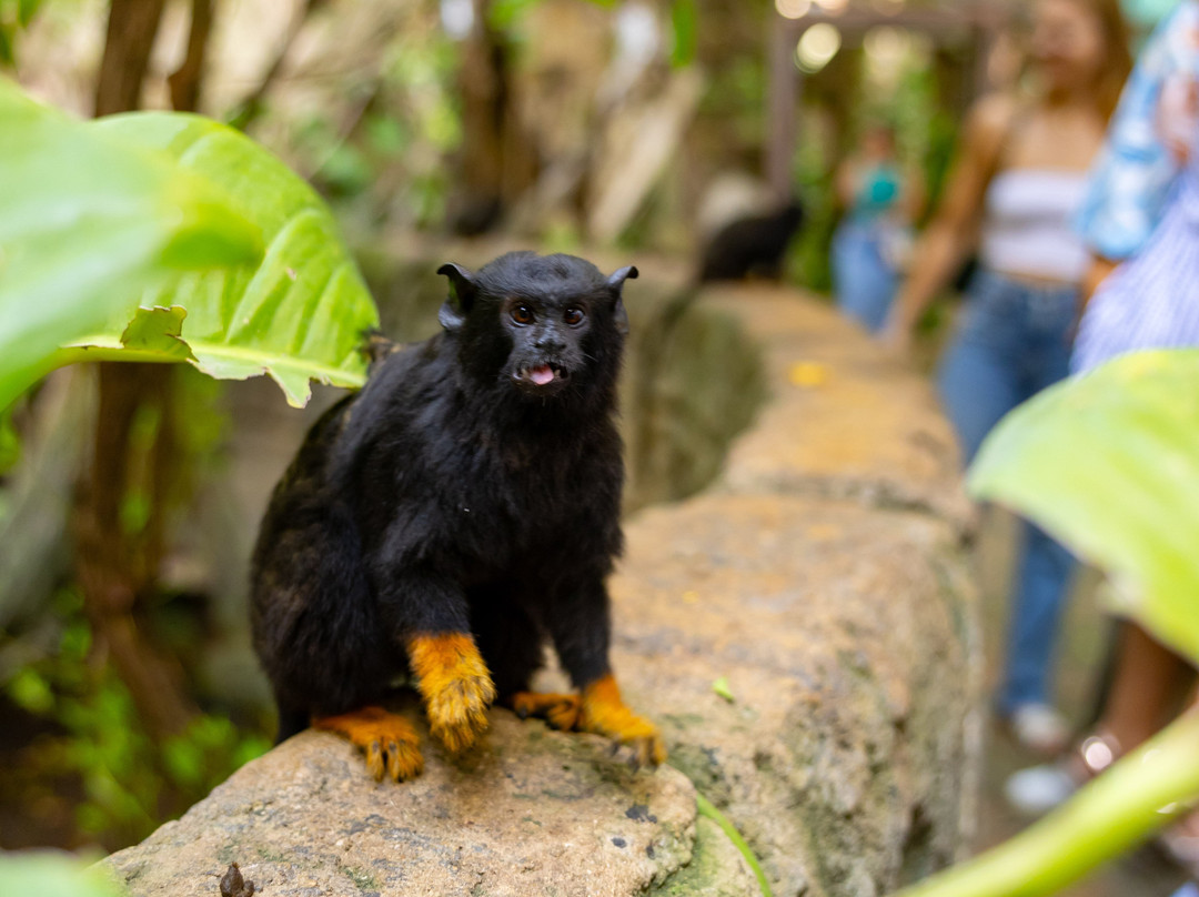 Amazonia: The Jungle Experience Tour-威廉斯塔德必去景点